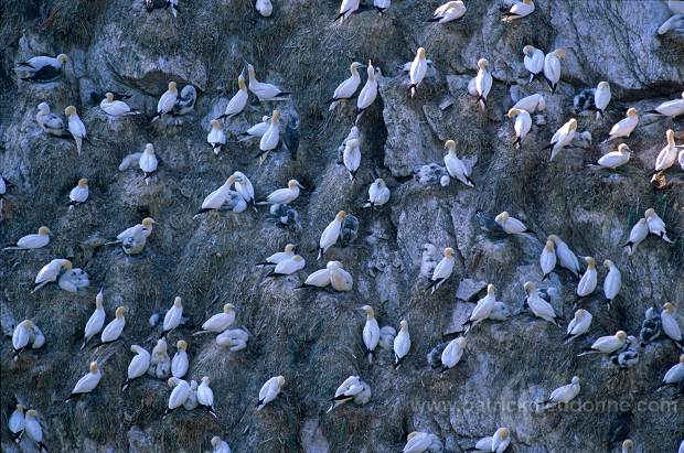 Gannet (Sula bassana) - Fou de Bassan -  20045