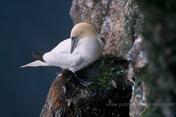 Gannet (Sula bassana) - Fou de Bassan -  20047