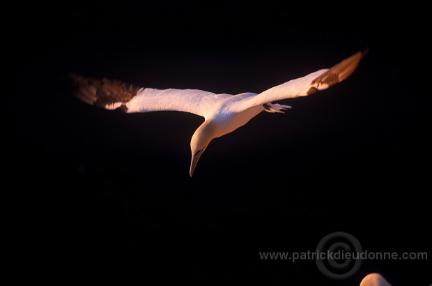 Gannet (Sula bassana) - Fou de Bassan -  20049