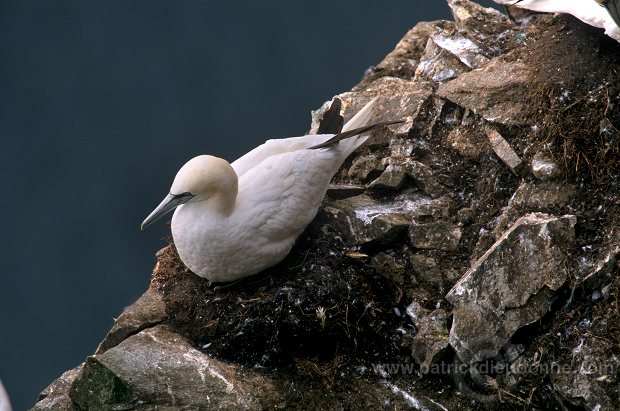 Gannet (Sula bassana) - Fou de Bassan -  20050