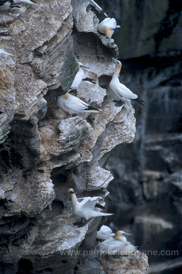 Gannet (Sula bassana) - Fou de Bassan -  20051