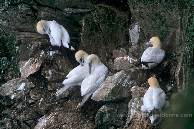 Gannet (Sula bassana) - Fou de Bassan -  20052