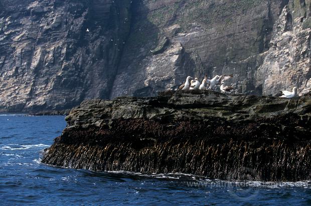 Gannet (Sula bassana) - Fou de Bassan -  20053