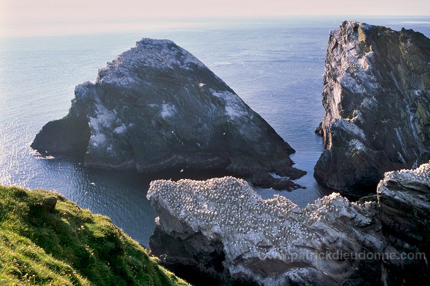 Gannet (Sula bassana) - Fou de Bassan -  20054