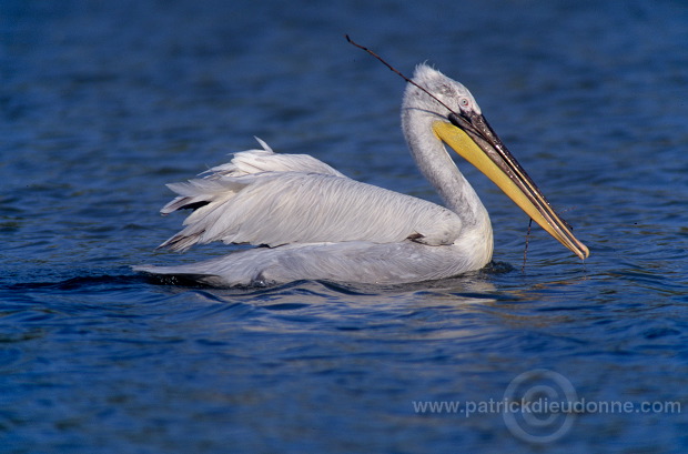 Dalmatian Pelican (Pelecanus crispus) - Pelican frise - 20167