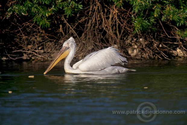 Dalmatian Pelican (Pelecanus crispus) - Pelican frise - 20168