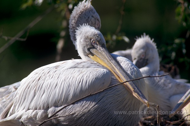 Dalmatian Pelican (Pelecanus crispus) - Pelican frise - 20169