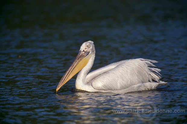 Dalmatian Pelican (Pelecanus crispus) - Pelican frise - 20170