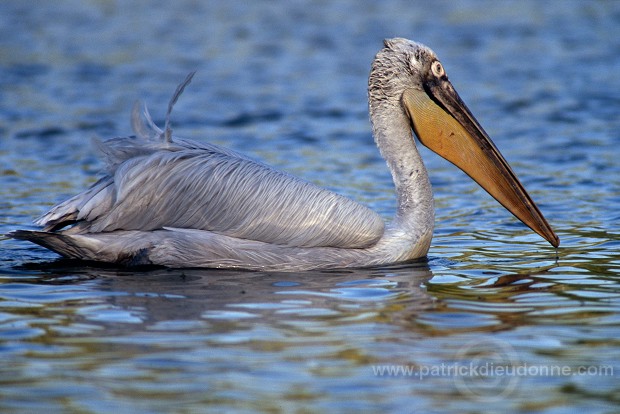 Dalmatian Pelican (Pelecanus crispus) - Pelican frise - 20171