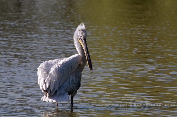 Dalmatian Pelican (Pelecanus crispus) - Pelican frise - 20172