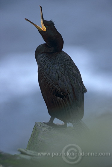 Shag (Phalacrocorax aristotelis) - Cormoran huppe - 20132