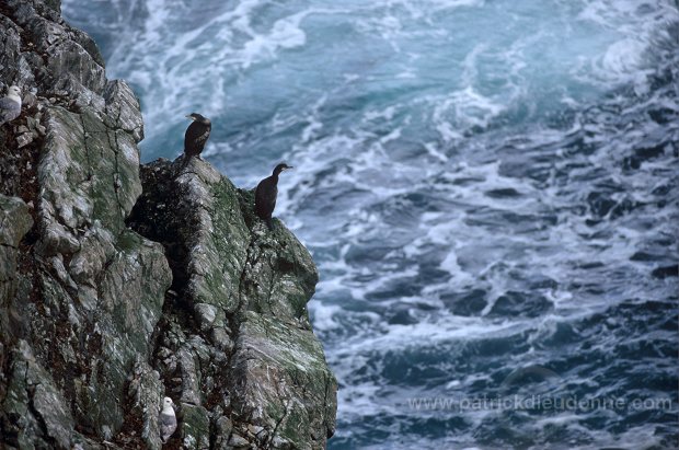 Shag (Phalacrocorax aristotelis) - Cormoran huppe - 20133