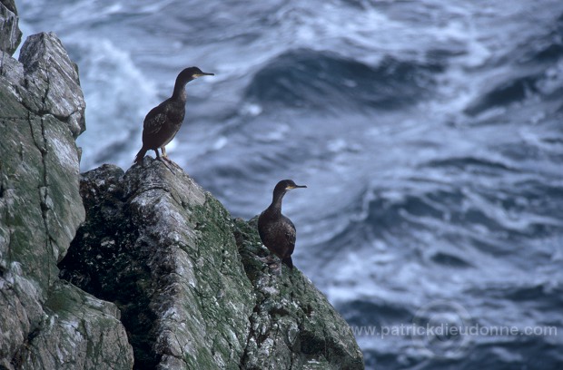 Shag (Phalacrocorax aristotelis) - Cormoran huppe - 20134