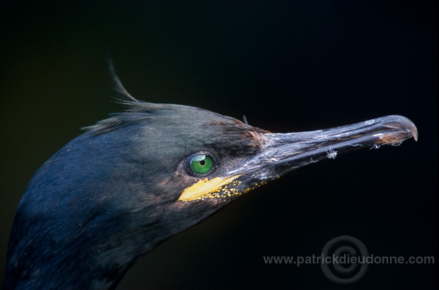 Shag (Phalacrocorax aristotelis) - Cormoran huppe - 20135