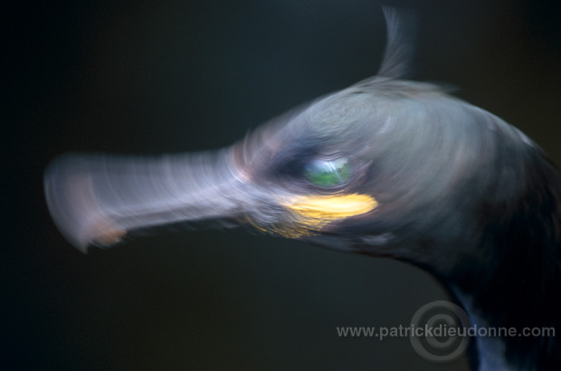 Shag (Phalacrocorax aristotelis) - Cormoran huppe - 20136