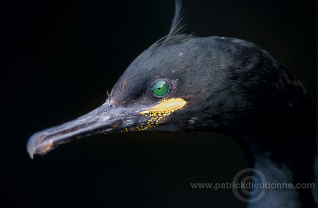 Shag (Phalacrocorax aristotelis) - Cormoran huppe - 20137