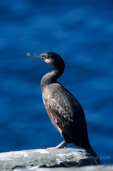 Shag (Phalacrocorax aristotelis) - Cormoran huppe - 20138