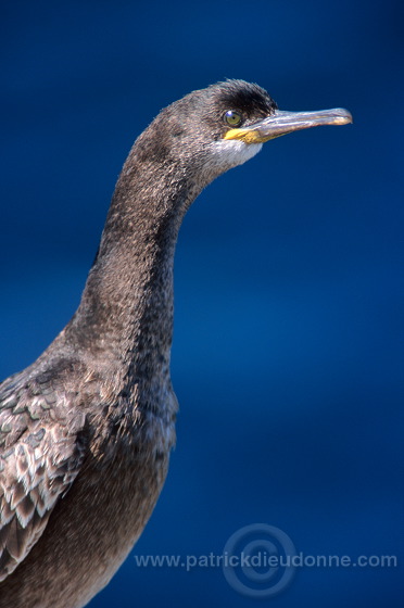 Shag (Phalacrocorax aristotelis) - Cormoran huppe - 20139