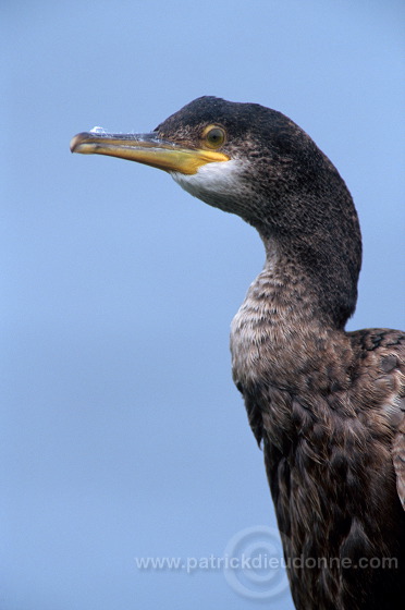 Shag (Phalacrocorax aristotelis) - Cormoran huppe - 20140