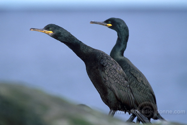 Shag (Phalacrocorax aristotelis) - Cormoran huppe - 20141