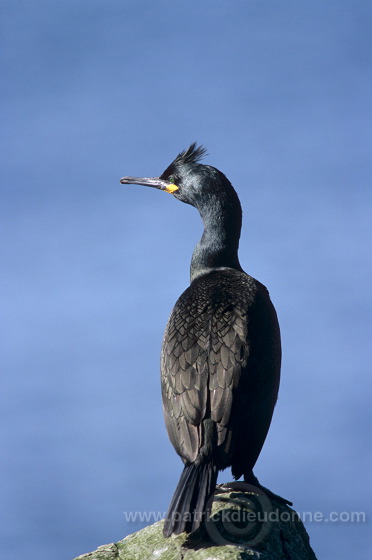 Shag (Phalacrocorax aristotelis) - Cormoran huppe - 20142