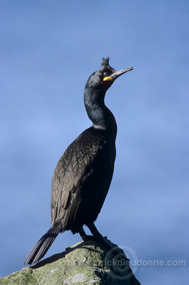 Shag (Phalacrocorax aristotelis) - Cormoran huppe - 20143