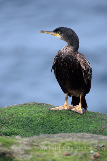 Shag (Phalacrocorax aristotelis) - Cormoran huppe - 20144