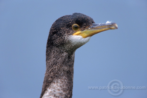 Shag (Phalacrocorax aristotelis) - Cormoran huppe - 20145