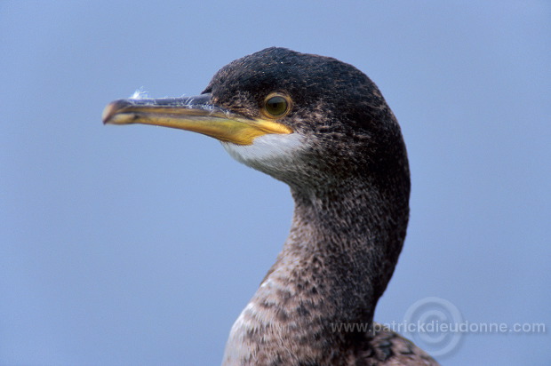 Shag (Phalacrocorax aristotelis) - Cormoran huppe - 20146