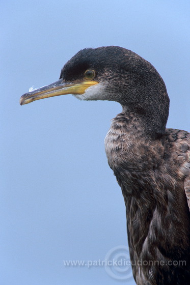 Shag (Phalacrocorax aristotelis) - Cormoran huppe - 20147