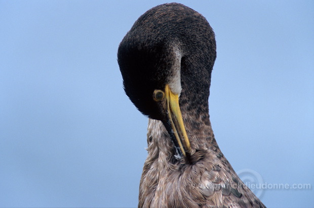 Shag (Phalacrocorax aristotelis) - Cormoran huppe - 20148