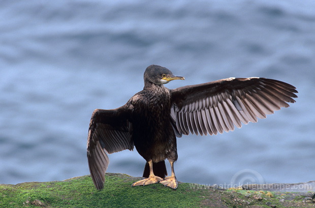 Shag (Phalacrocorax aristotelis) - Cormoran huppe - 20149