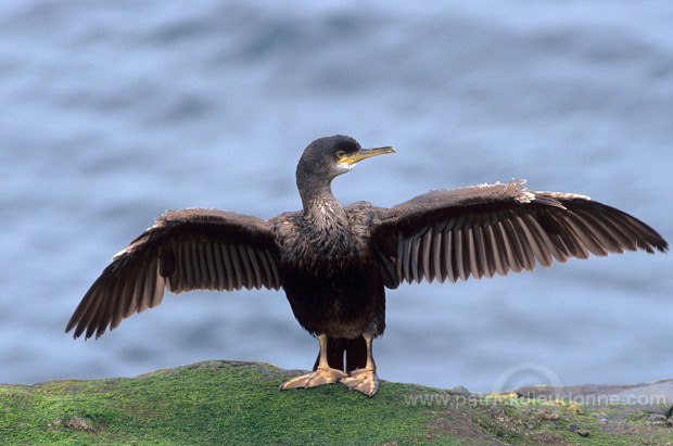 Shag (Phalacrocorax aristotelis) - Cormoran huppe - 20150