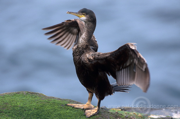 Shag (Phalacrocorax aristotelis) - Cormoran huppe - 20152