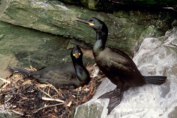 Shag (Phalacrocorax aristotelis) - Cormoran huppe - 20154