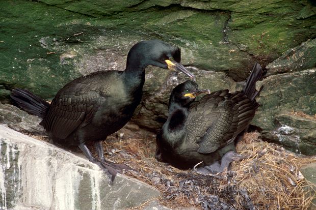 Shag (Phalacrocorax aristotelis) - Cormoran huppe - 20155