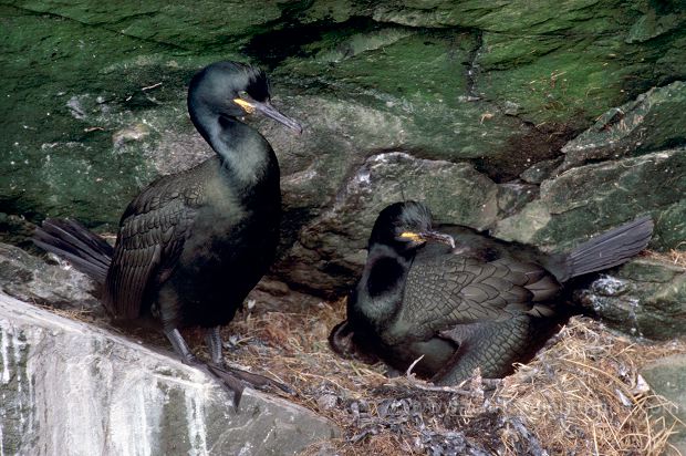 Shag (Phalacrocorax aristotelis) - Cormoran huppe - 20156