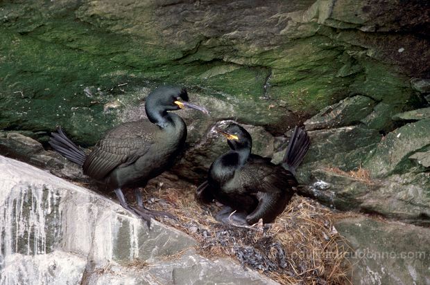 Shag (Phalacrocorax aristotelis) - Cormoran huppe - 20157