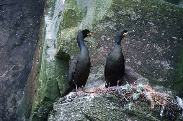 Shag (Phalacrocorax aristotelis) - Cormoran huppe - 20158