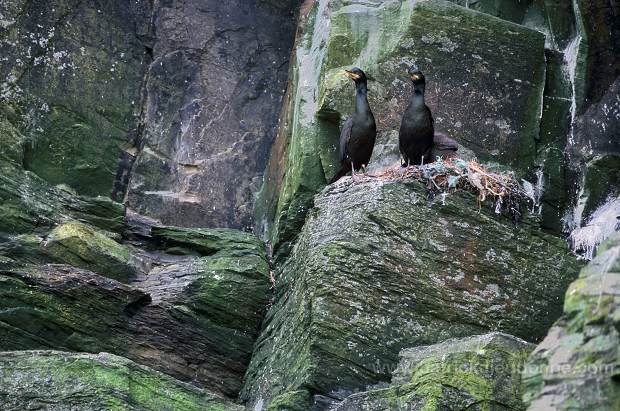 Shag (Phalacrocorax aristotelis) - Cormoran huppe - 20159