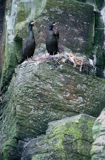 Shag (Phalacrocorax aristotelis) - Cormoran huppe - 20160