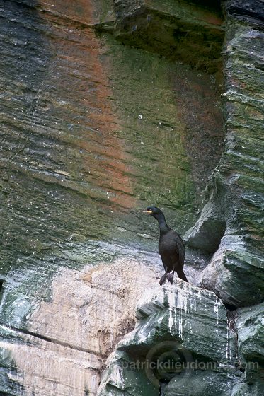 Shag (Phalacrocorax aristotelis) - Cormoran huppe - 20161