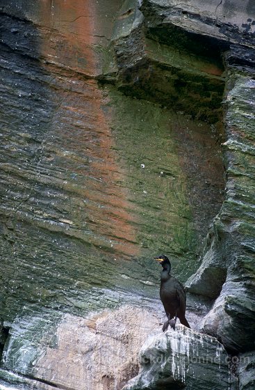 Shag (Phalacrocorax aristotelis) - Cormoran huppe - 20162