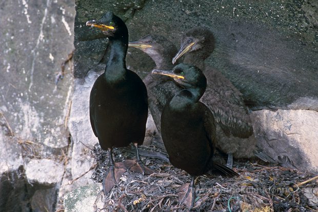 Shag (Phalacrocorax aristotelis) - Cormoran huppe - 20164