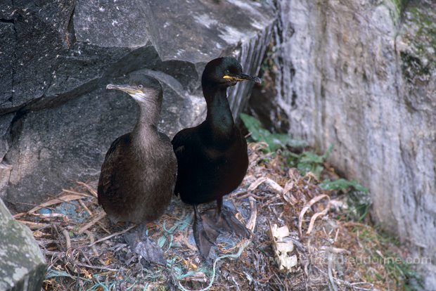 Shag (Phalacrocorax aristotelis) - Cormoran huppe - 20165