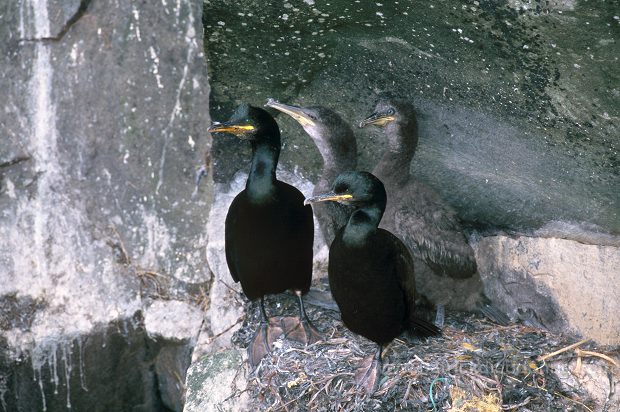 Shag (Phalacrocorax aristotelis) - Cormoran huppe - 20166