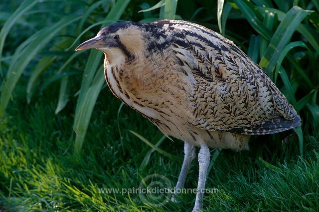 Bittern (Botaurus stellaris) - Butor etoile - 20173