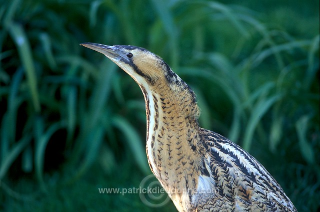 Bittern (Botaurus stellaris) - Butor etoile - 20174