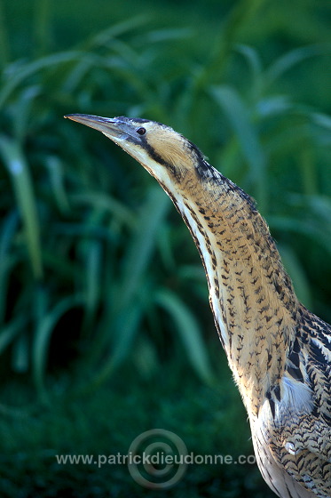 Bittern (Botaurus stellaris) - Butor etoile - 20175