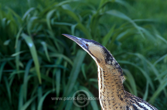 Bittern (Botaurus stellaris) - Butor etoile - 20176